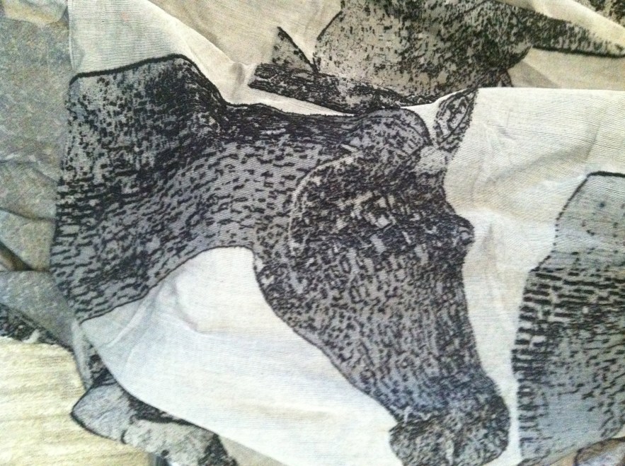 kelpies close up portrait